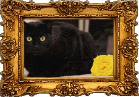 Bartok with a rose!