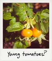 Young tomatoes!