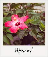 Hibiscus!