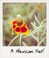 A Mexican Hat!