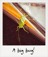A big bug!