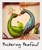 Puckering peacocks!