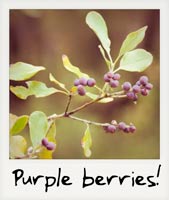 Purple berries!