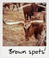 Brown spotted!