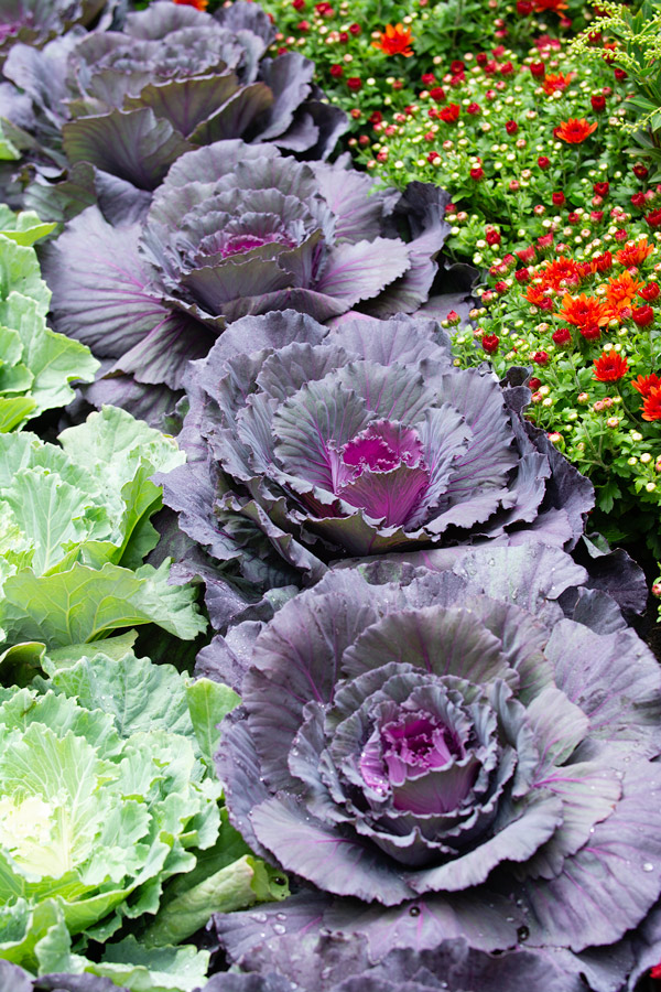 Purple lettuce photo
