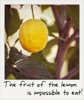 A lemon!