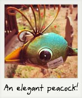 An elegant peacock!