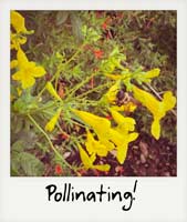 Pollinating!
