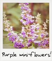 Purple mini-flowers!