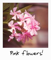 A picture of pink flowers!