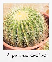 A potted cactus!