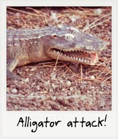 Alligator attack!