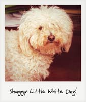 Shaggy Little White Dog!