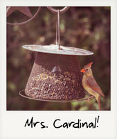 Mrs. Cardinal!