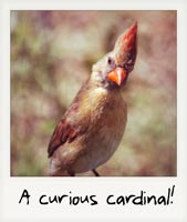 A curious cardinal!