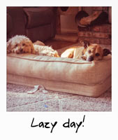A lazy day!