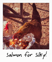 Salmon for silky!
