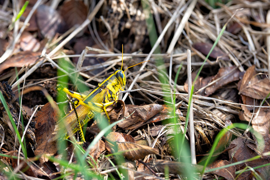 Yellow grasshopper photo