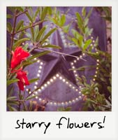 Starry flowers!