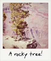 A rocky tree!