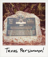 Texas Persimmon!