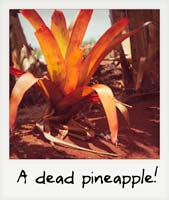 A dead pineapple!