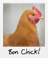 Bon Chicki!