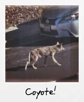 Coyote!