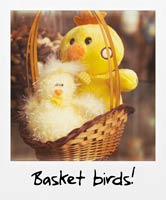 Basket birds!
