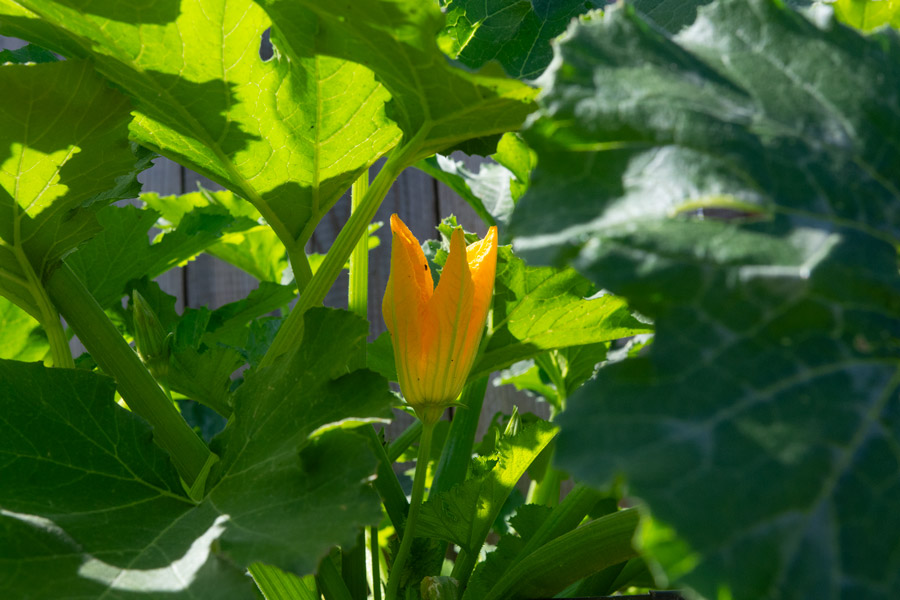 Zucchini flower photo
