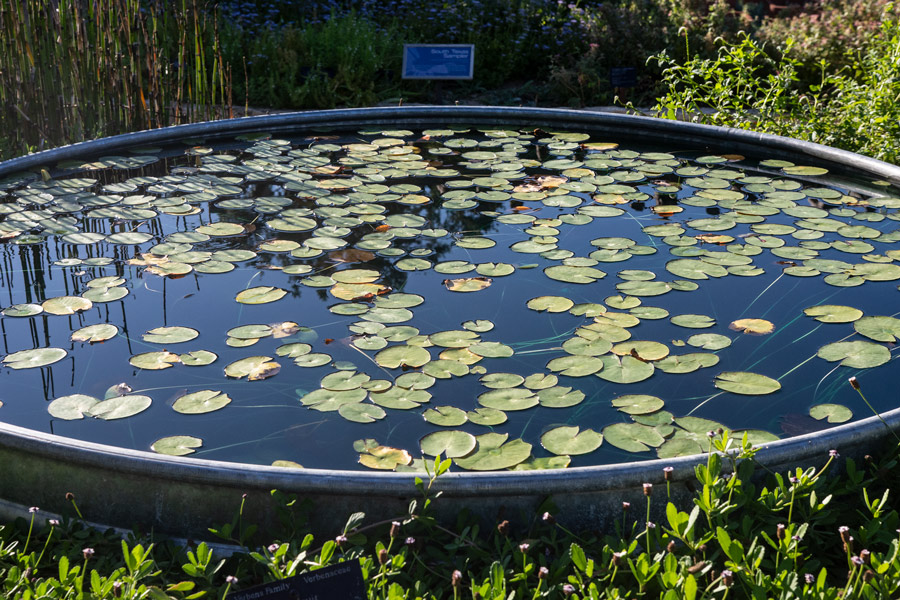 Lily pond photo