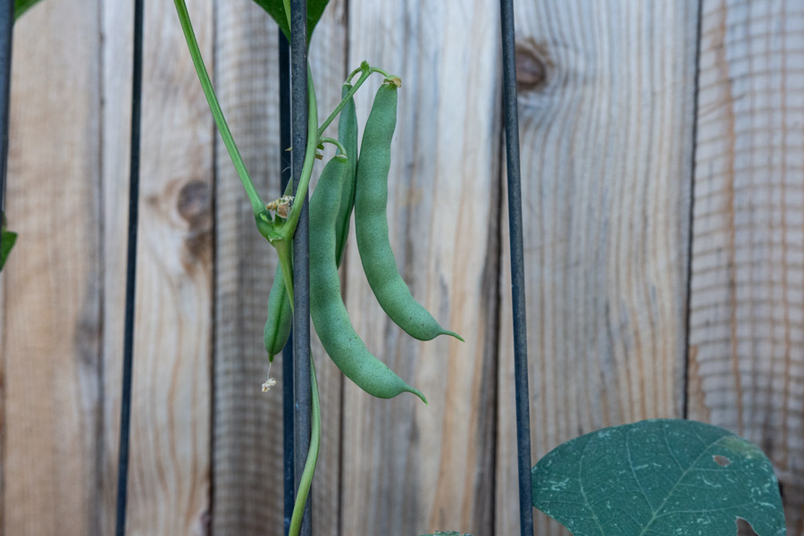 Green beans photo