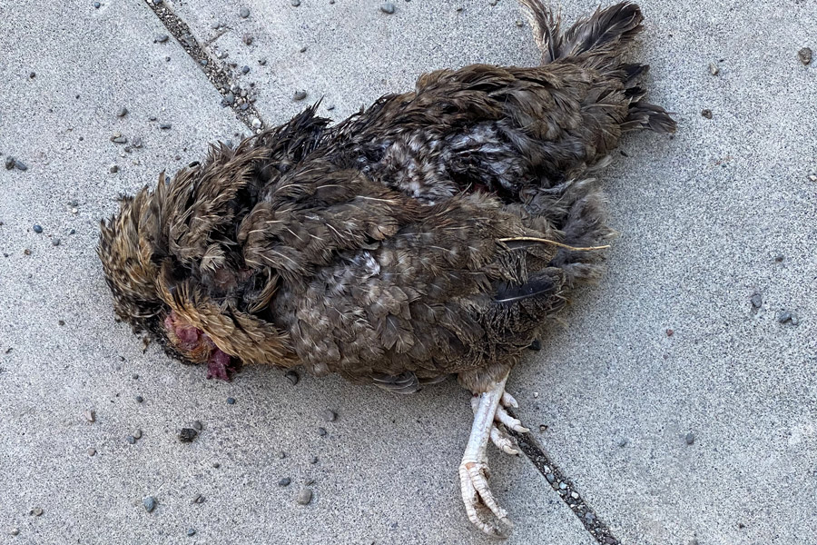 Dead chicken photo
