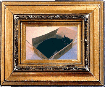 Amazon dot cat returns!