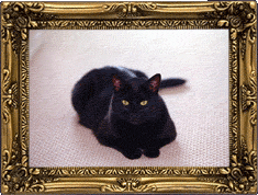 A belligerent Bartok!