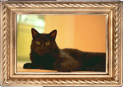 Bartok on the floor!