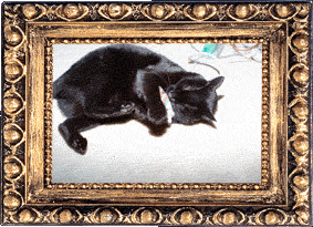 Bartok with super-catnip! Bartok with super-catnip!