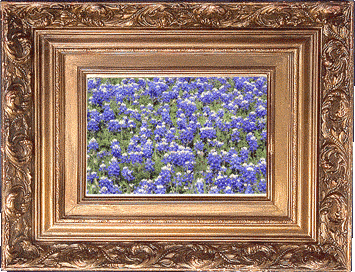 Bluebonnets!