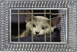 A feline prisoner! A feline prisoner!