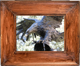 A Korean War eagle! A Korean War eagle!