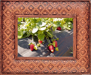 More strawberries!