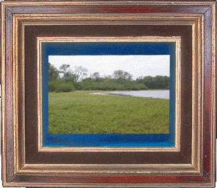 White Lake vegetation! White Lake vegetation!