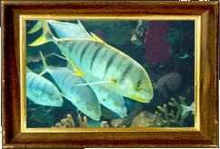 Yellow fish! Yellow fish!