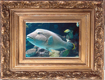 A tattooed Napoleonfish! A tattooed Napoleonfish!
