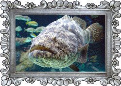 A grouper! A grouper!