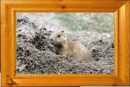 A prairie dog! A prairie dog!