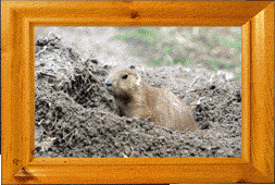 A prairie dog!