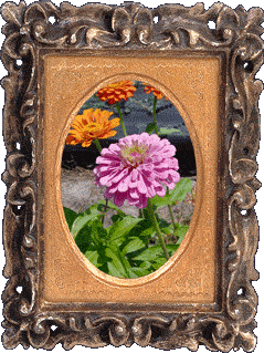 Pink and orange flowers! Pink and orange flowers!