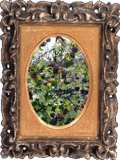 Blackberries!