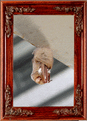 A Little Red Bat closeup! A Little Red Bat closeup!